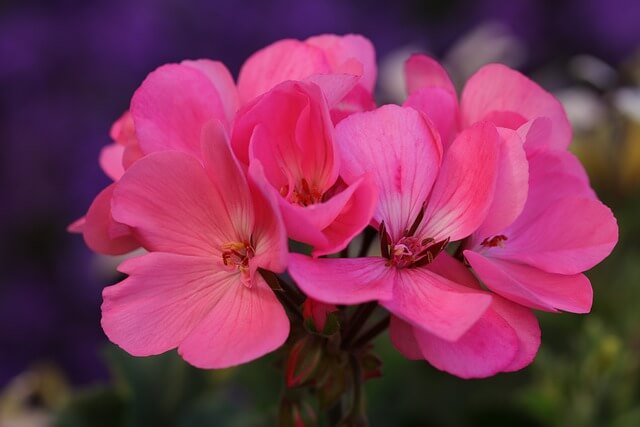 ペラルゴニウムの花言葉とは?花言葉の由来から贈られるシーンまで紹介!