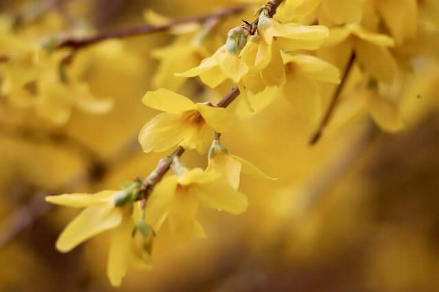 レンギョウの花言葉とは?花言葉の由来から贈られるシーンまで紹介!