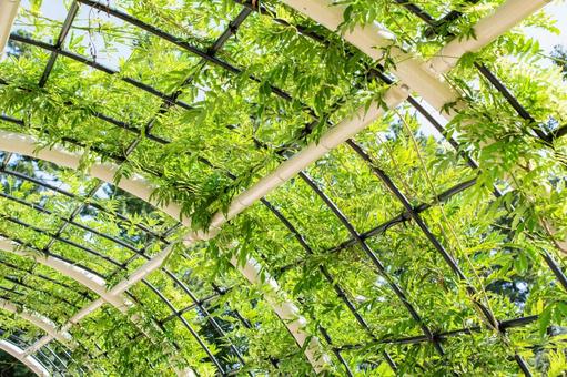 【2024年】グリーンカーテンにおすすめの植物ランキング10選を紹介!設置方法まで