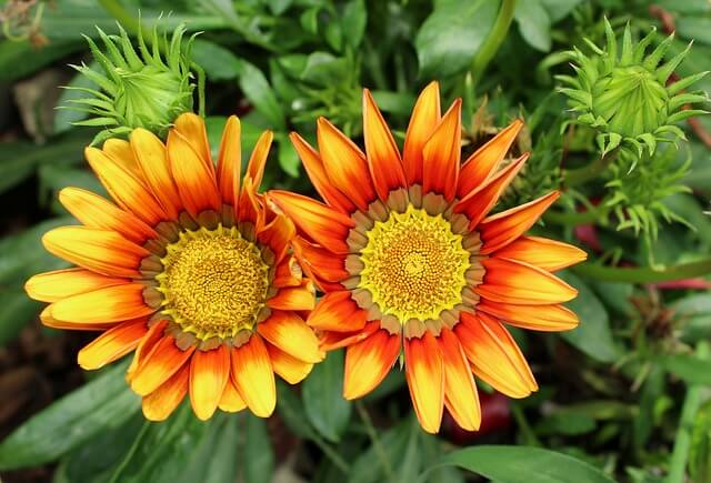 ガザニアの花言葉とは?花言葉の由来から贈られるシーンまで紹介!
