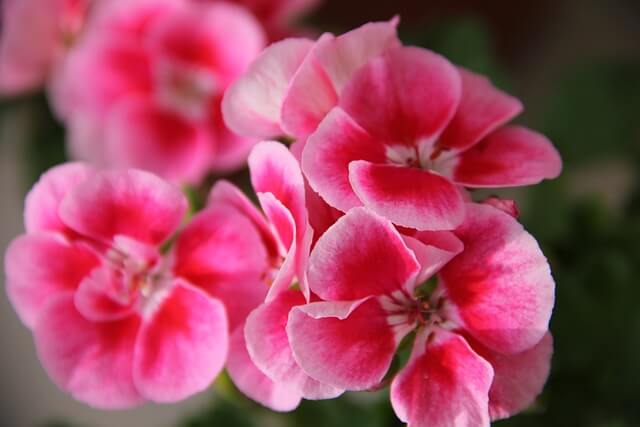 ゼラニウムの茎がスカスカになる原因とは?復活方法や予防策を徹底解説