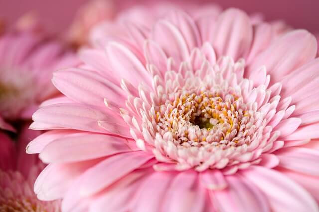 ガーベラの花言葉|本数や色別の花言葉から怖い由来まで徹底紹介