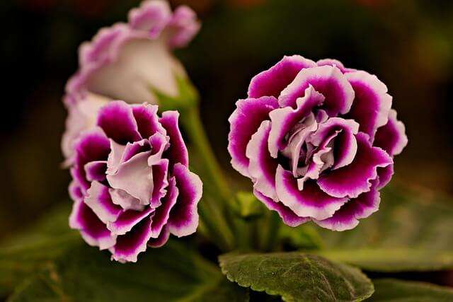 グロキシニアの花言葉とは?花言葉の由来から贈られるシーンまで紹介!