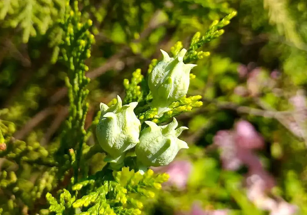 ゴールドクレストの花言葉とは?色別の花言葉や由来、ケア方法まで紹介!