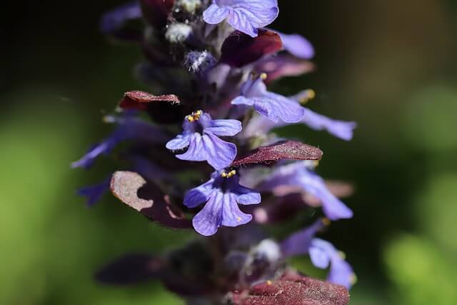 アジュガの花言葉とは?花言葉の由来から贈られるシーンまで紹介!