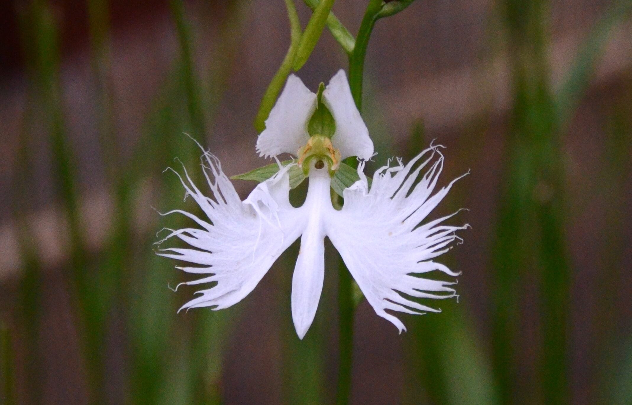 サギソウの花言葉とは?由来や贈り物のシーン、体験談を徹底紹介!