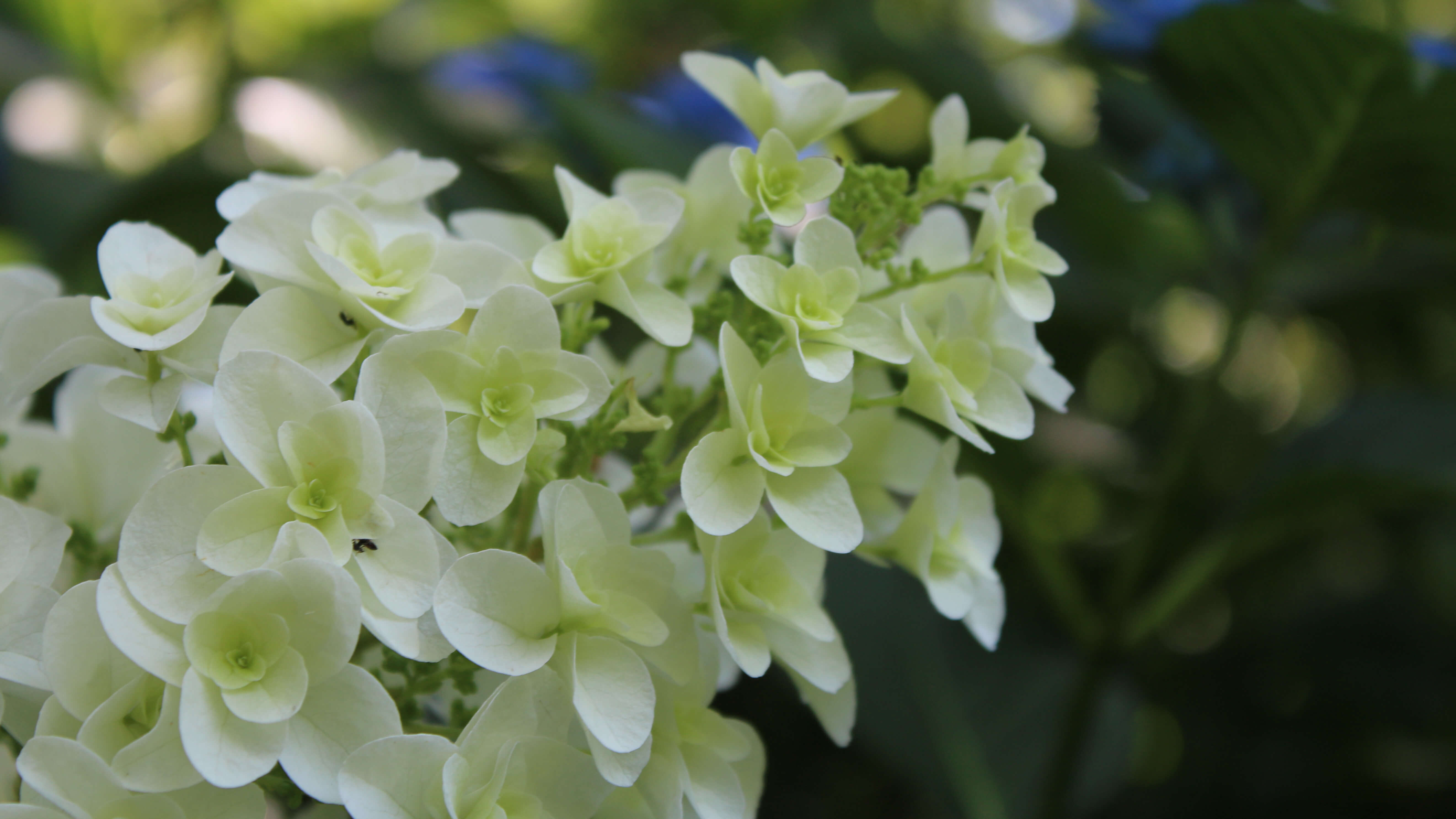 カシワバアジサイの花言葉とは?花言葉の由来から贈られるシーンまで紹介!