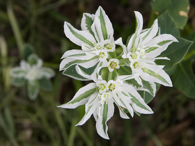ハツユキソウの花言葉とは?花言葉の由来から贈られるシーンまで紹介!
