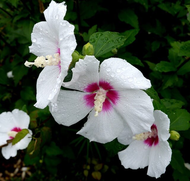 ムクゲの花言葉とは?花言葉の由来から贈られるシーンまで紹介!