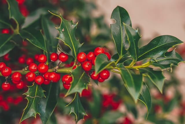 クリスマスの代表的な植物ヒイラギとは?リース飾りや魔除け効果を紹介