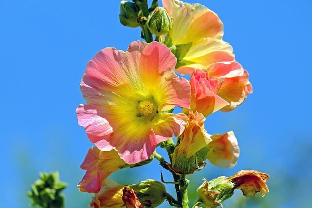 タチアオイの花言葉とは?花言葉の由来から贈られるシーンまで紹介!