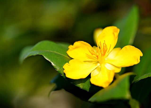 ヒペリカムの花言葉とは?花言葉の由来から贈られるシーンまで紹介!