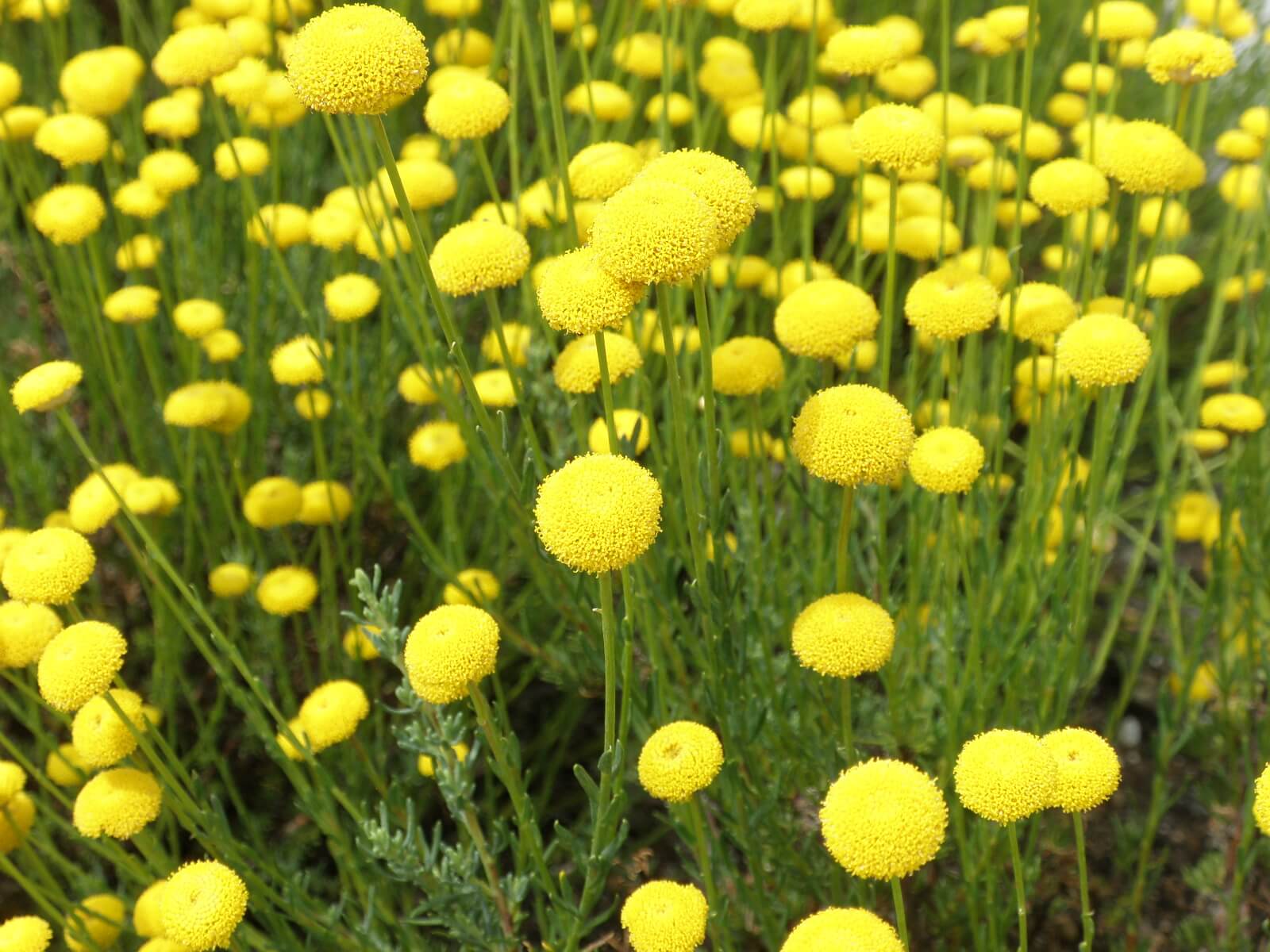 サントリナの花言葉とは?花言葉の由来から贈られるシーンまで紹介!