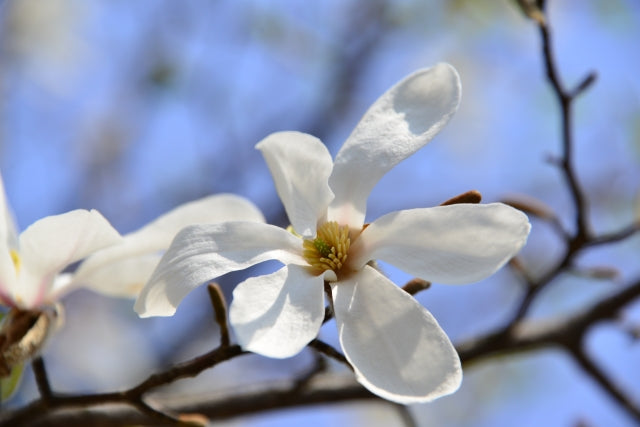 コブシの花言葉とは?由来や贈り物のシーン、体験談を徹底紹介