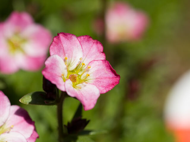 クモマグサの花言葉とは?花言葉の由来から贈られるシーンまで紹介!