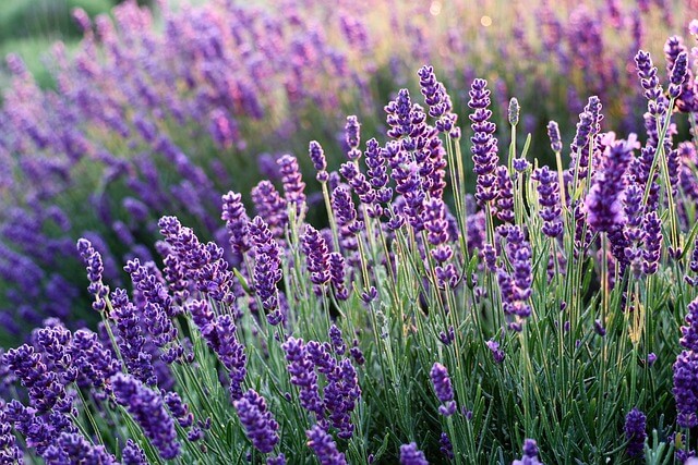 ラベンダーは植えてはいけないって本当?理由や育て方のポイントを紹介