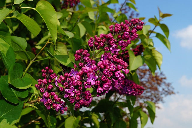 ライラックの花言葉