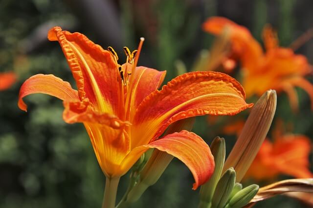 ヘメロカリスの花言葉とは?花言葉の由来から贈られるシーンまで紹介!