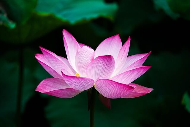 ハスの花言葉とは?花言葉の由来から贈られるシーンまで紹介!