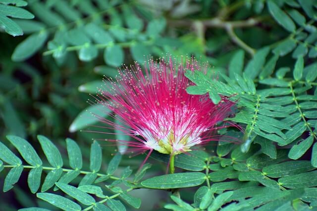 パキラはどんな花が咲くの?パキラに花を咲かせるケア方法を解説