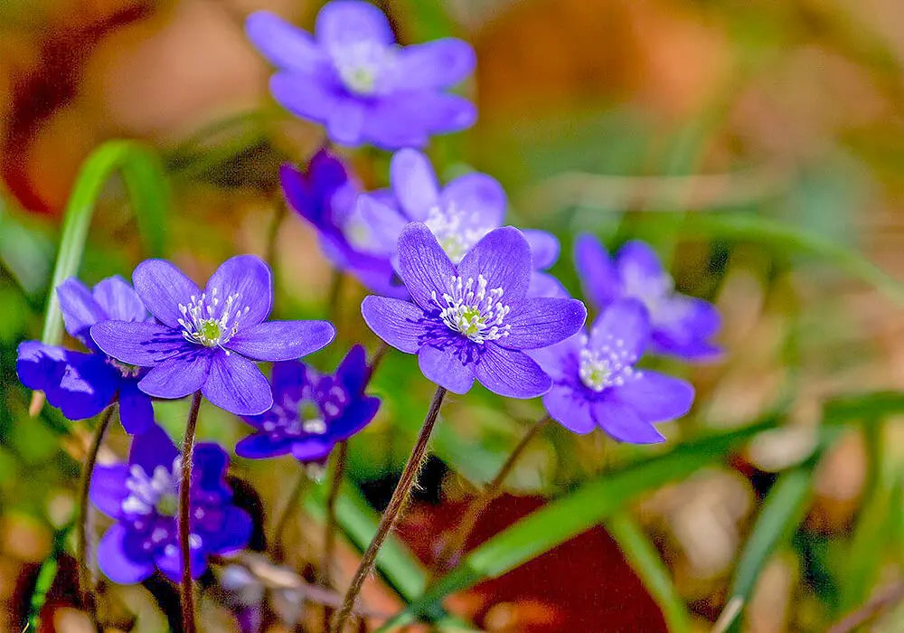 ミスミソウの花言葉とは?由来や贈り物のシーン、体験談を徹底紹介