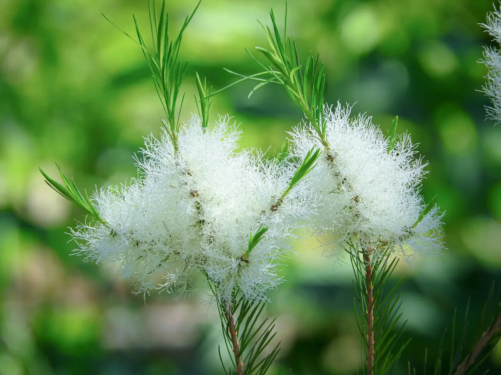 ティーツリーの花言葉とは?花言葉の由来から贈られるシーンまで紹介!