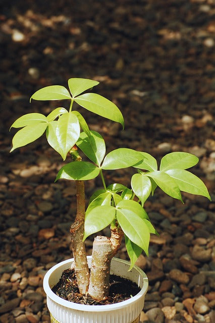 パキラの花言葉ってめちゃくちゃいい!特徴や育て方まで解説