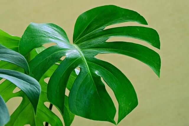 モンステラの茎が黒いけど大丈夫?原因や対処法などを徹底解説