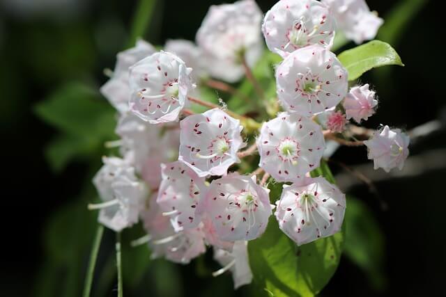カルミアの花言葉とは?花言葉の由来から贈られるシーンまで紹介!