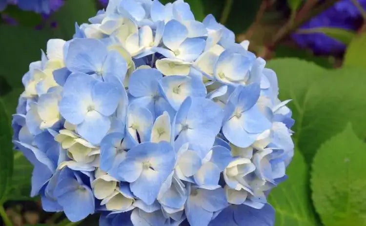 ハイドランジアの花言葉とは?花言葉の由来から贈られるシーンまで紹介!