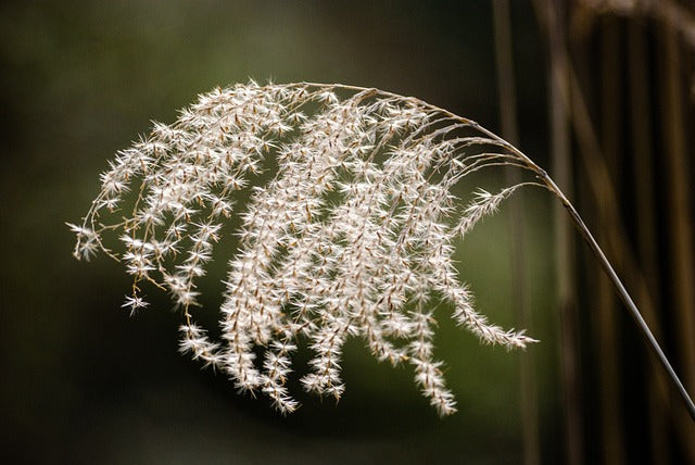 パンパスグラスの花言葉とは?花言葉の由来から贈られるシーンまで紹介!