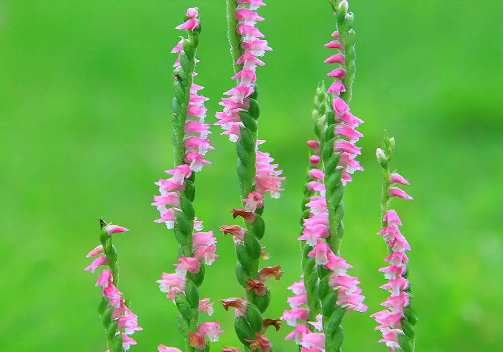 ネジバナ(捩花)の花言葉とは?由来や贈り物のシーン、体験談を紹介