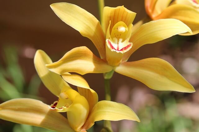 シンビジウムの植え替え方法を紹介!適切な時期やポイントまで