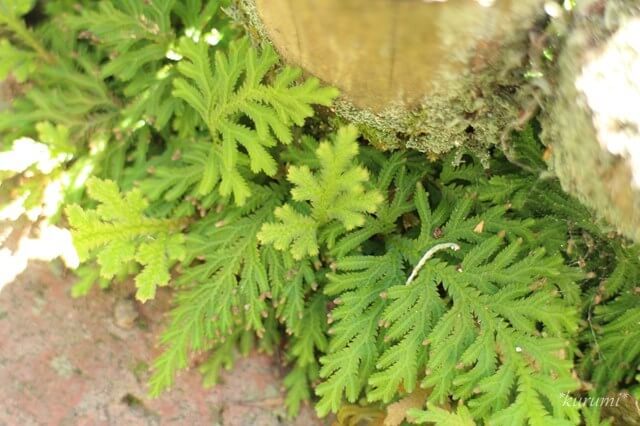 イワヒバの花言葉とは？花言葉の由来から贈られるシーンまで紹介！ – 東京寿園