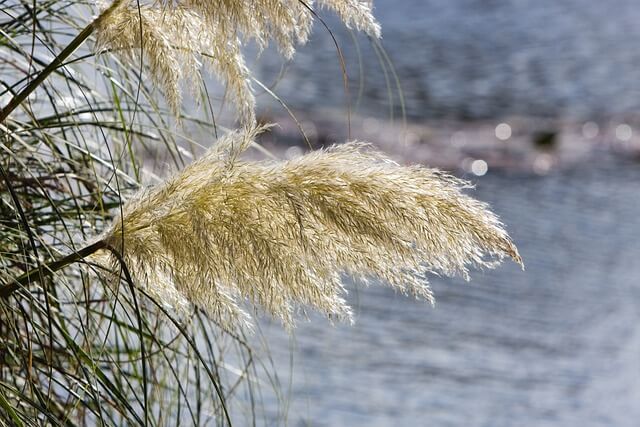 パンパスグラスは庭に植えてはいけない?理由やおすすめの植え方を紹介