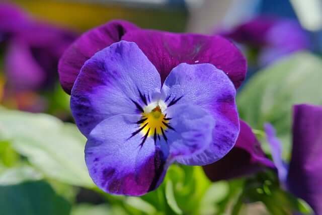 パンジーの花言葉とは?色別の花言葉や由来、贈り物の体験談を紹介!