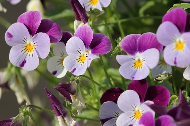 ビオラの花言葉とは?色別の花言葉や由来、贈り物の体験談を紹介!