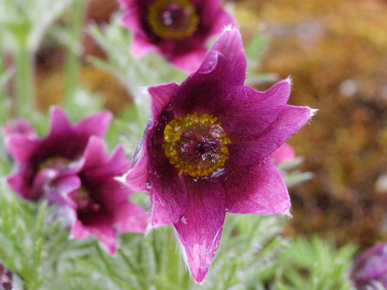 オキナグサの花言葉とは?由来や贈り物のシーン、体験談を紹介!