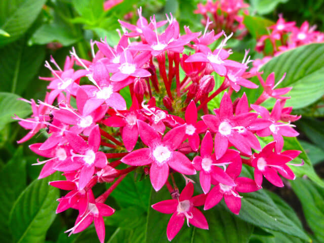 ペンタスの花言葉とは？花言葉の由来から贈られるシーンまで紹介