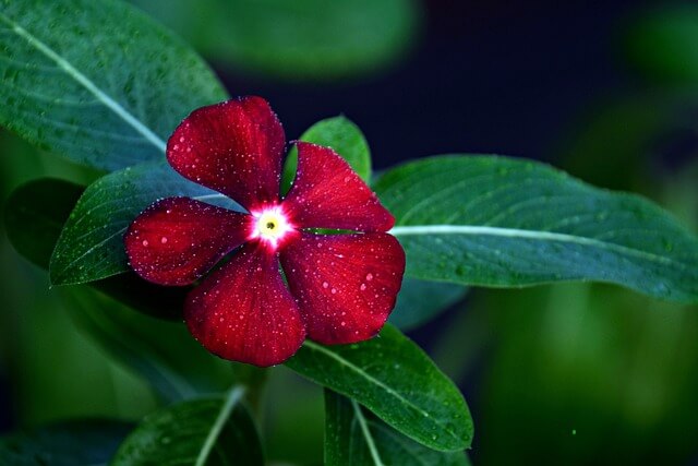 ヒャクニチソウの花言葉とは?花言葉の由来から贈られるシーンまで紹介!