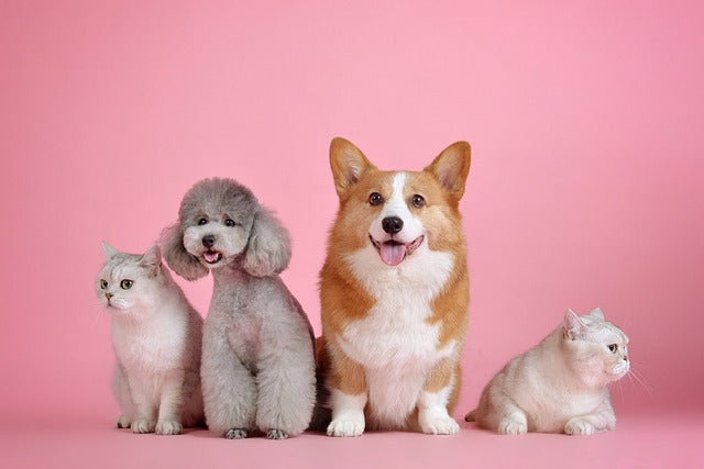 【2025年】犬猫用忌避剤のおすすめランキング10選を紹介!正しい散布方法まで