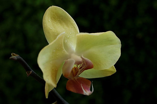 黄色い胡蝶蘭の花言葉は?黄色い胡蝶蘭のおすすめシーンや相場を紹介