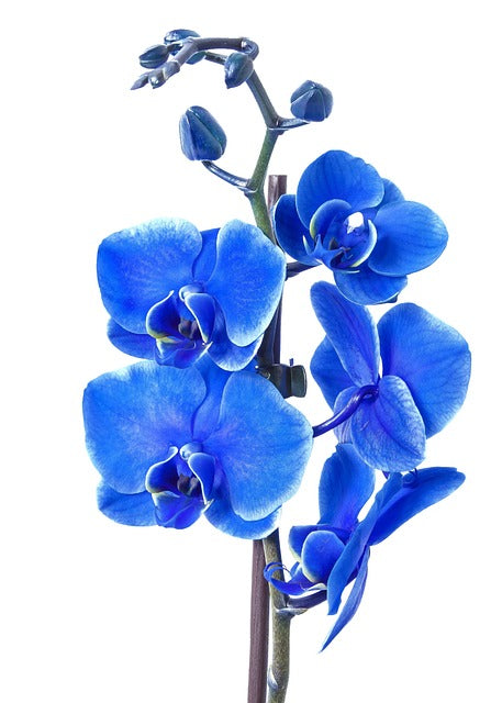 青い胡蝶蘭は激レア!青い胡蝶蘭の花言葉やおすすめシーンを紹介