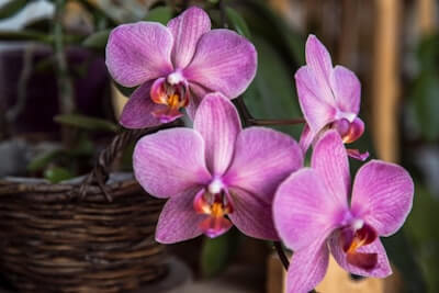 米寿祝いにプレゼントするお花の悩みを解決!おすすめの花を紹介