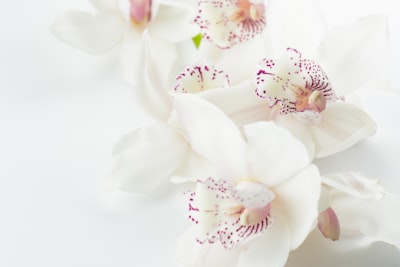 オリヅルランの花言葉!おすすめの贈るシーンや由来まで徹底紹介