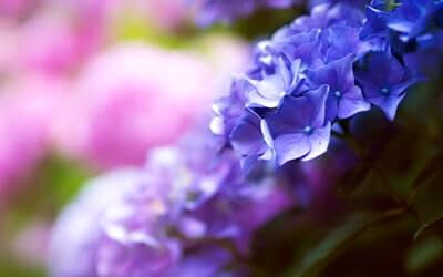 【2024年】大阪府のあじさい名所10選!紫陽花の開花状況や穴場スポットを紹介