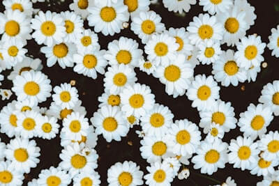 カモミールの花言葉とは?色別の花言葉や由来、贈り物の体験談を紹介!