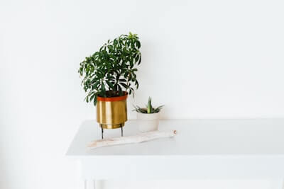 観葉植物の葉っぱが変色したときどうすれば?正しい対処法を解説
