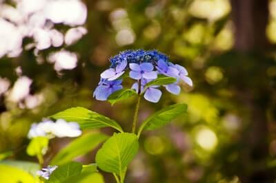 ガクアジサイの花言葉とは?花言葉の由来や贈り物の体験談を紹介!