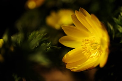 フクジュソウの花言葉とは?由来や贈り物のシーン、体験談を徹底紹介!